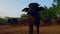 Baby black buffalo in Indian farm,black indian buffalo in green tree of kutch district in india