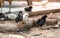 Baby black chicken, domestic animal with its family