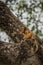 Baby black howler monkey looking up tree