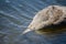 Baby black swan cygnet Dabbling that focus on shallow water pond habitats and feed primarily from the surface of the water.