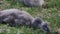 A Baby black swan cygnet sitting on the green grass and picking some grass to eat, at Sydney Centennial Park.