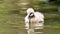 Baby black swans swimming in the lake, cute fluffy cygnets floating on the water, looking for food and cleaning itself, 4k footage