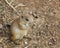 Baby Black-Tailed Prairie Dog (Cynomys ludovicianus) Nibbling