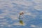 Baby black-winged Stilt