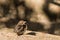 Baby blackbird basking