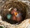 Baby blackbirds in the nest