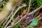 Baby blackbirds in nest with beaks open