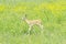 Baby Blackbuck Antelope (Antilope cervicapra)