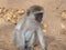 A baby blue balled monkey