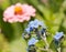 Baby blue Chinese Forget-me-not flowers