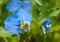 Baby blue Dayflower, Commelina