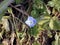 Baby blue eyes flowers & x28;Veronica chamaedrys& x29;