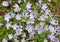 Baby blue eyes (Nemophila maculata)