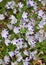 Baby blue eyes (Nemophila maculata)