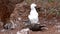 Baby blue footed booby chews on branch next to mother