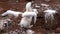 Baby blue footed booby spreads his wings