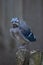 Baby Blue Jay Fledgling Bird