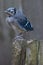 Baby Blue Jay Fledgling Bird