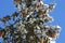 Baby Blue Sky and Snowy Pines