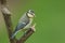 A baby Blue Tit, Cyanistes caeruleus, perching on a branch. It has been pecking at the decaying wood searching for insects to