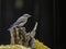 A baby Bluebird perches on a wooden stump.