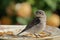 Baby Bluebird with Yellow Roses