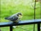 Baby Bluetit on the rail