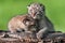 Baby Bobcat Kit (Lynx rufus) Comforts Sibling