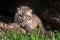 Baby Bobcat Kit (Lynx rufus) Fierce Stare