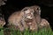 Baby Bobcat Kit (Lynx rufus) Lies on Sibling