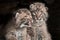 Baby Bobcat Kits (Lynx rufus) Stare Out from Log