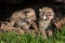 Baby Bobcat Kittens (Lynx rufus) Cry in Hollow Log