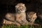 Baby Bobcat Kittens (Lynx rufus) in Hollow Log