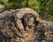 Baby Bobcat Peeking Out of Log