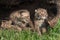 Baby Bobcats (Lynx rufus) Look Up in Log