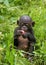 A baby bonobo is eating something.. Democratic Republic of Congo. Lola Ya BONOBO National Park.