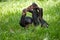 Baby of Bonobo lying on the grass. Democratic Republic of Congo. Lola Ya BONOBO National Park.