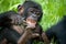 Baby of Bonobo lying on the grass. Democratic Republic of Congo. Lola Ya BONOBO National Park.