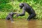 Baby bonobo with mother standing in water