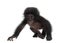 Baby bonobo, Pan paniscus, 4 months old, walking