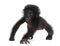 Baby bonobo, Pan paniscus, 4 months old, walking