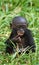 A baby Bonobo sits in the grass. Democratic Republic of Congo. Lola Ya BONOBO National Park.