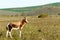 Baby Bontebok