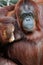 Baby bornean Orangutan breast feeding