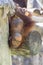 Baby Bornean Orangutan Hanging Upside Down