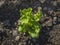 Baby Boston Lettuce