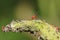 Baby Box elder bugs on the leaf