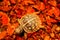 Baby box turtle