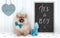 baby boy pomeranian puppy dog sitting next to blackboard with text it`s a boy, with blue decoration and wooden heart