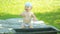 Baby boy sitting near basin in green garden. Beautiful baby smiling, hits the water rises and sets